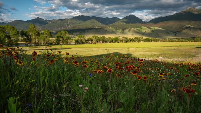 Golden sunset light and cloud shadows moving across a field of blanket flower wildflowers below the Absaroka Range, Montana, time lapse