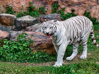 White Tiger Walking on Grass Wildlife Close Up