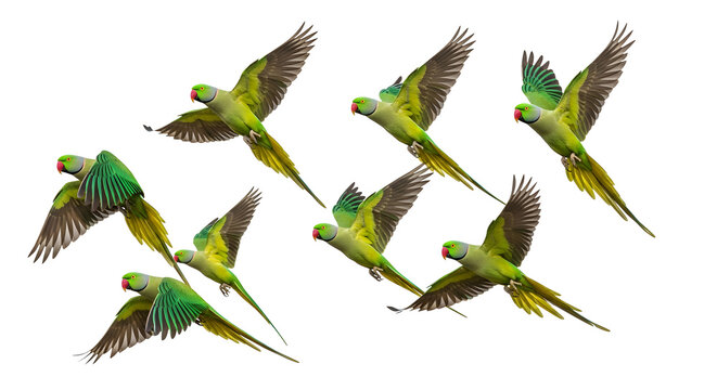 Flock of vibrant green parakeets flying in formation against white background isolated on transparent background, cutout PNG, best for graphic design projects, advertising, marketing materials and pac