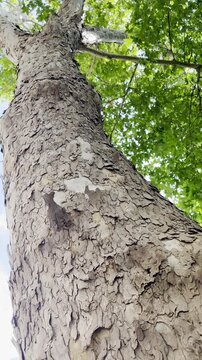Eucalyptus Tree Bark Close Up from Bottom to Top &ndash; Slow Motion Vertical Video Sydney Australia