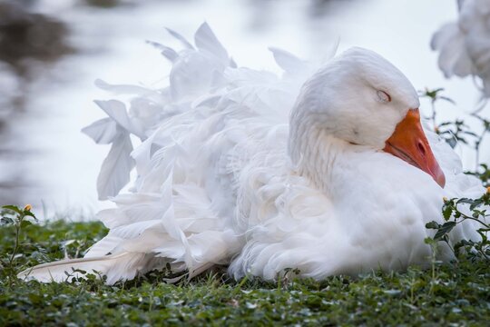 Park Duck