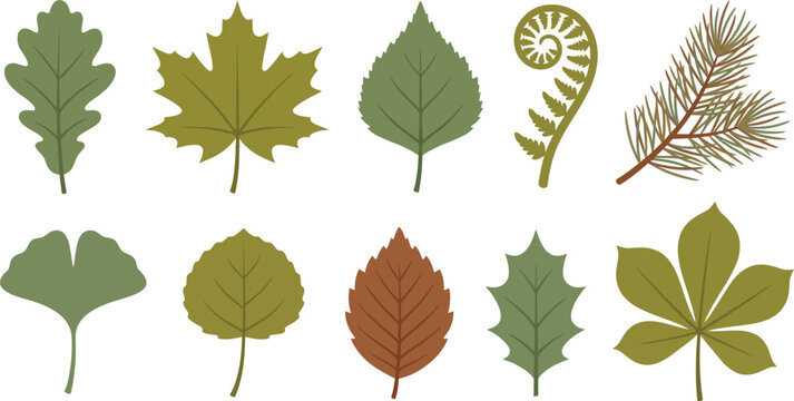 Temperate forest woodland leaf elements with oak maple birch fern pine in moss green olive rustic brown for natural outdoor branding design