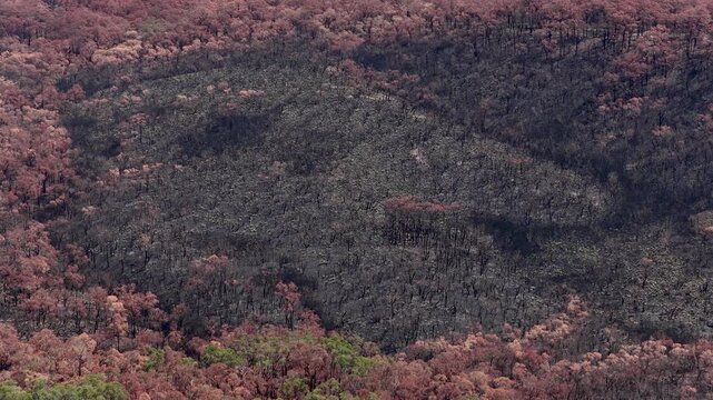 Assessment of wildfire effects on surrounding woodland areas