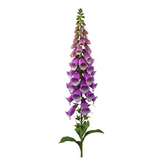 Fototapeta premium Tall, elegant purple and white bell-shaped blooms on a green stem, isolated against black