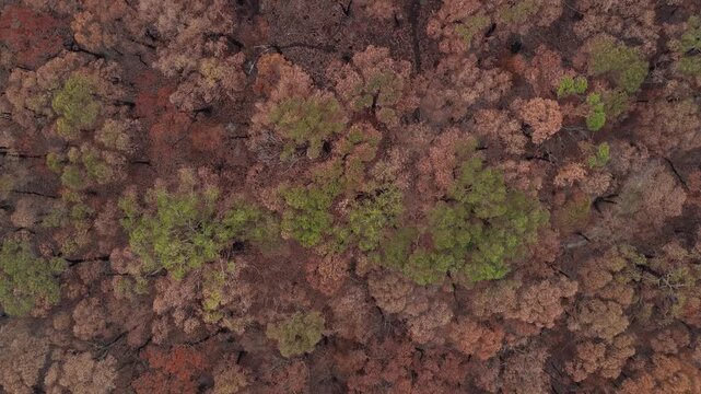Recovery scene with scorched trees and vibrant new growth visible