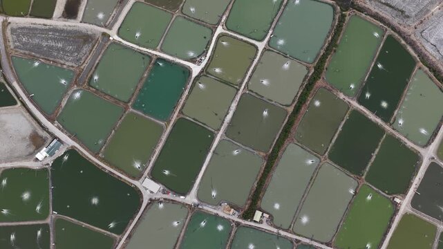 Aerial top down view of aquaculture shrimp farms