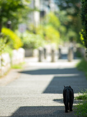 Fototapeta premium Black cat walking away on stone path in Japanese alley with green bokeh