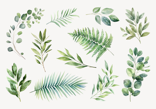 Watercolor Botanical Leaves Element Set