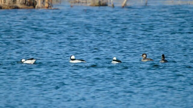 Buffleheads (Bucephala albeola) Shaking Water from Feathers in a Group