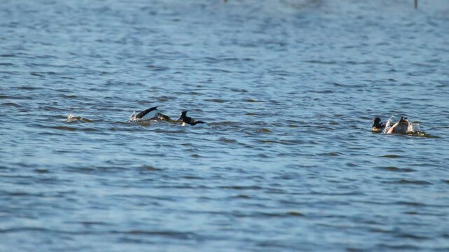 Group of Buffleheads (Bucephala albeola) Diving in Water