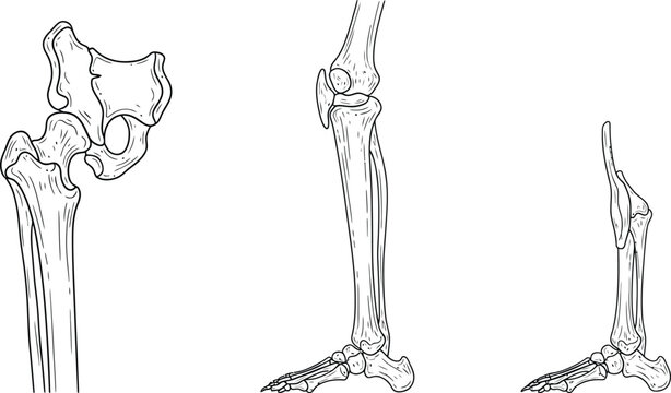 Human leg bone anatomy, femur tibia fibula pelvis patella foot skeletal structure joints, medical illustration, biology diagram, healthcare vector artwork