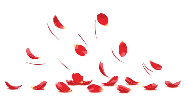 Detailed red flower petals falling with motion lines and resting on the ground against a plain white background.