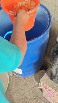 Man scooping dried corn from a blue drum with a bucket