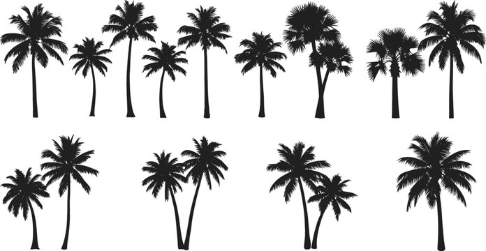 Set of tropical palm tree silhouettes collection isolated on white background, exotic summer nature elements for beach design, travel themes, decoration and landscape vector illustration