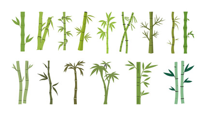 bamboo vector illustration