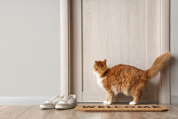 Cute cat with sneakers and doormat in hallway © Pixel-Shot