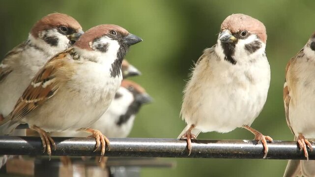 Several wild birds - tree sparrows (Latin: Passer montanus) - hang out on a steel perch waiting to feed on a sunny winter day.