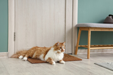 Cute cat lying on doormat in hallway