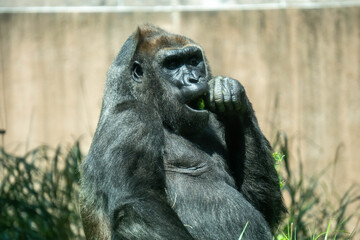 Fototapeta premium Gorilla in Contemplative Pose at Zoo