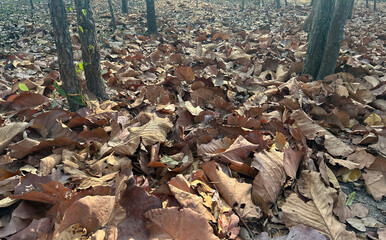 Obraz premium Pile of Dry Autumn Leaves on Forest Floor, Highly Flammable Fuel for Wildfires