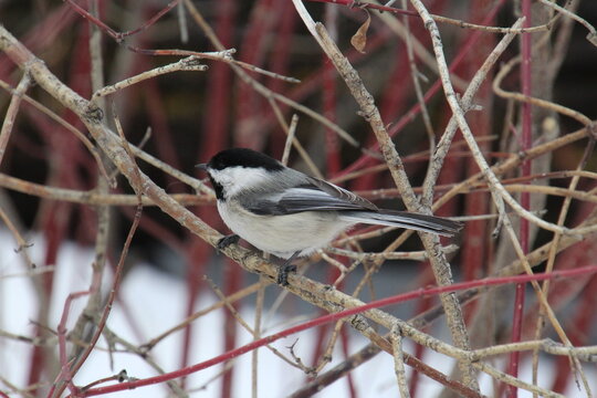 Chickadee On The Banch 