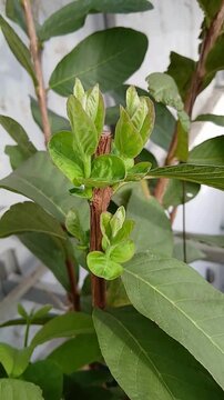 Guava Leaves and New Shoots