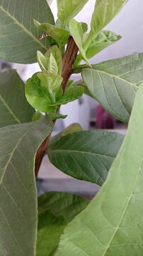Guava Leaves and New Shoots