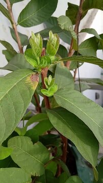 Guava Leaves and New Shoots