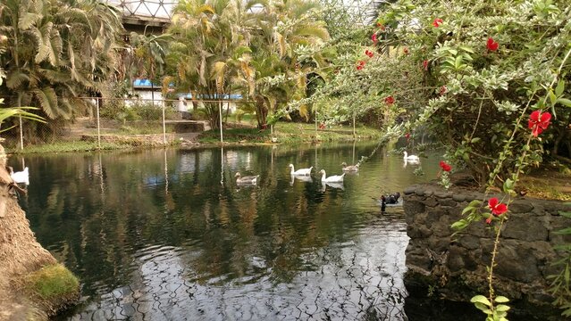 Patos nadando