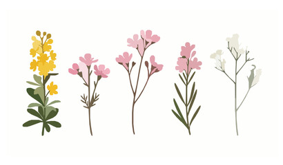 Fototapeta premium Set of Berberis Chamelaucium and Gypsophila Flower Sprigs Isolated