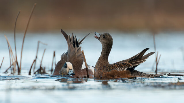 Drake & Hen American Wigeon (Mareca americana) Courtship Behaviour