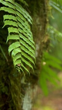 Green Fern Leaf Hanging from Mossy Tree in Palau Jungle