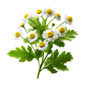 Herbal Medicine Plant Tanacetum Parthenium - Usage and Benefits Explained Professionally