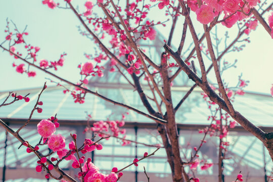 대구수목원 홍매화 (pink plum blossom)