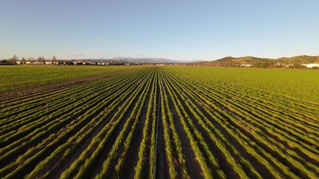 Flying low over agricultural crop field rows with distant hills and blue sky, FPV aerial