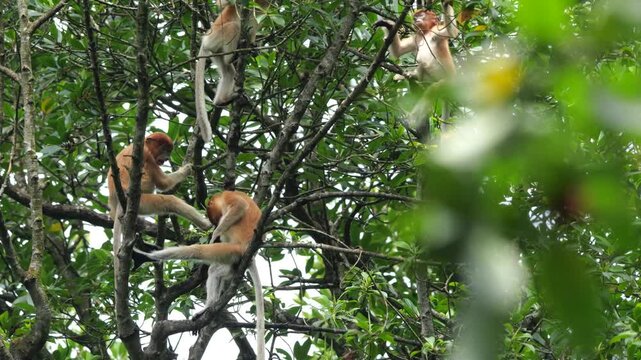 Baby Proboscis Monkey playing. The proboscis monkey (Nasalis larvatus) or long-nosed monkey is an arboreal Old World monkey with an unusually large nose, a reddish-brown skin color and a long tail.	
