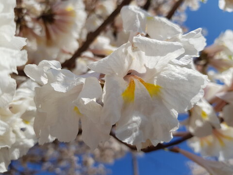 Featuring the delicate blossoms of the White Ipe (Tabebuia roseoalba), a tree displaying trumpet-shaped white flowers with vibrant yellow markings. The image captures the blooms against a bright blue 