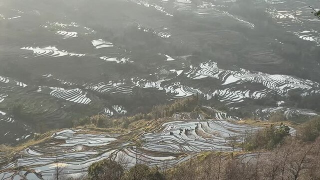 A scenic aerial timelapse of the sun shining on the flooded Hani Rice Terraces, with tree branches swaying in the wind in the foreground in Yunnan, China.