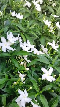  Sampaguita Jasmine little white flowers vdo file