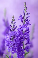 Obraz premium Vibrant purple flowers in full bloom blossom floral