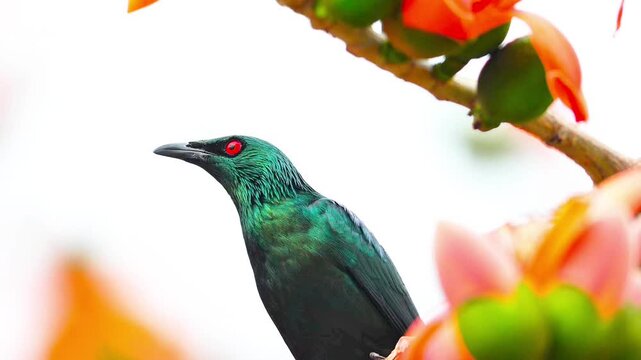 Asian Glossy Starling Perching and Feeding on Nectar of Red Silk Cotton Tree Flower in Natural Habitat