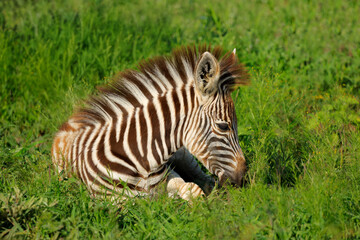 Fototapeta premium A plains zebra (Equus burchelli) foal resting in natural habitat, Madikwe game reserve, South Africa