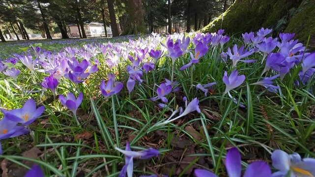 Tracking view of violet crocus flowers on meadow in springtime park, 4k