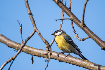  Sikorka bogatka (Parus major) © Janusz Lipiński