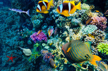Magnificent underwater world in tropical ocean.