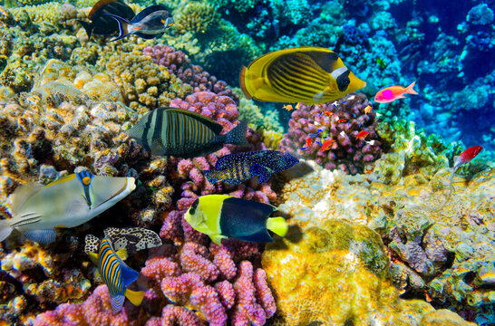 Magnificent underwater world in tropical ocean.