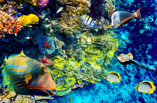 Magnificent underwater world in tropical ocean.