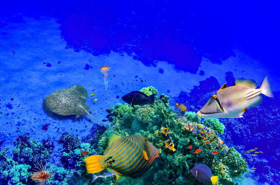 Magnificent underwater world in tropical ocean.