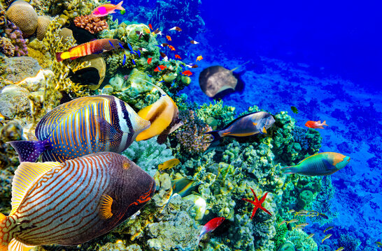 Magnificent underwater world in tropical ocean.