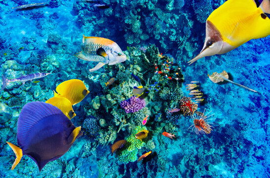 Magnificent underwater world in tropical ocean.